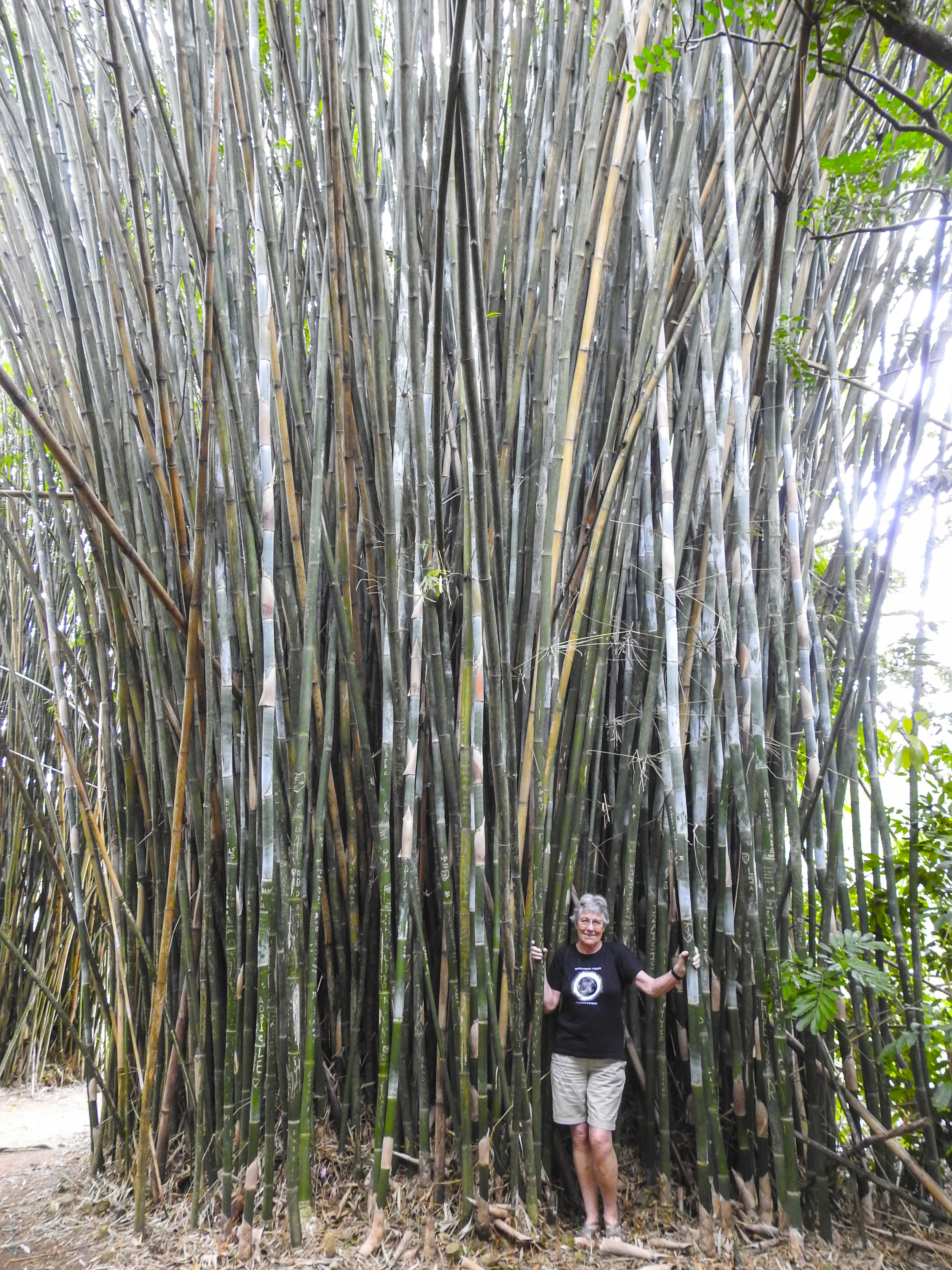 18-helle-i-bambus